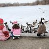 400 Canada Geese Euthanized In Prospect Park